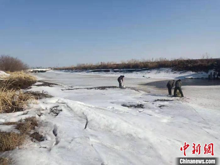 雪未融鳥已歸中國北疆投食6.6萬斤為候鳥“接風”