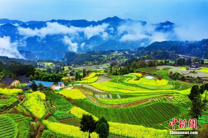 湖北巴東千畝油菜花綻放 梯田花海風(fēng)景如畫