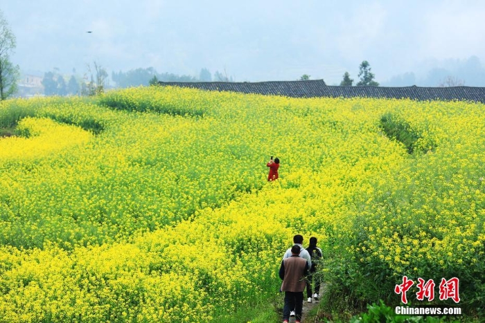 湖北巴東千畝油菜花綻放 梯田花海風(fēng)景如畫