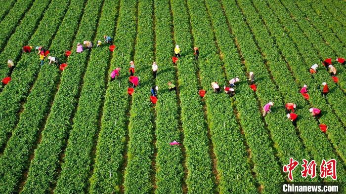 資料圖為2019年8月18日，原州區(qū)冷涼蔬菜基地內(nèi)，工人們正在采摘蔬菜?！≡輩^(qū)委宣傳部供圖 攝