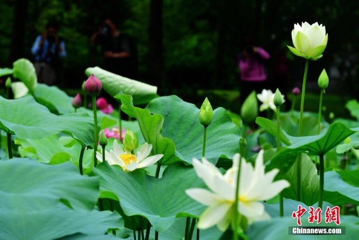 福州各大公園迎來賞荷季 嬌艷荷花美不勝收