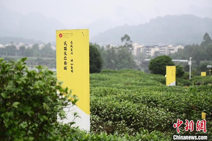 6月25日，四川成都邛崍夾關(guān)鎮(zhèn)茶園里樹(shù)立著各民主黨派生態(tài)茶園的牌子?！埮d龍 攝