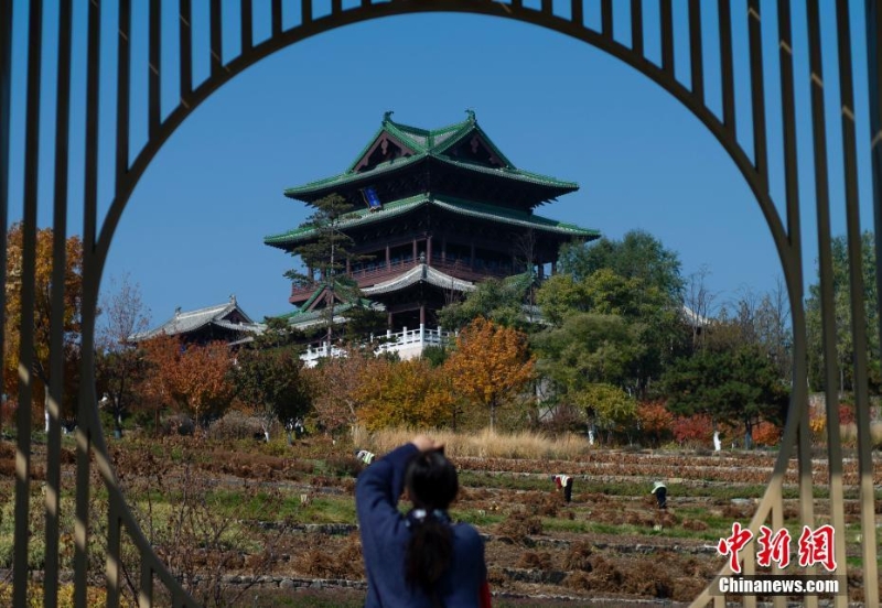 北京世園公園紅葉進入最佳觀賞期  引游客游園打卡