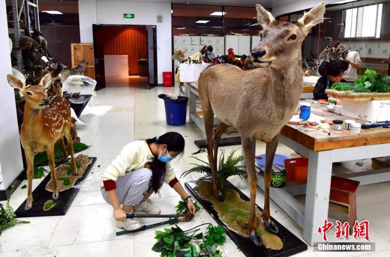 “南唐”技藝讓動物“復(fù)活”