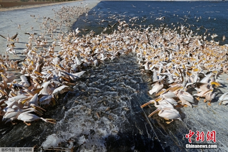 白鵜鶘蜂擁以色列水庫過冬 養(yǎng)魚戶為此頭疼不已