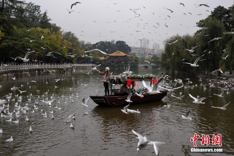 紅嘴鷗進入云南昆明越冬