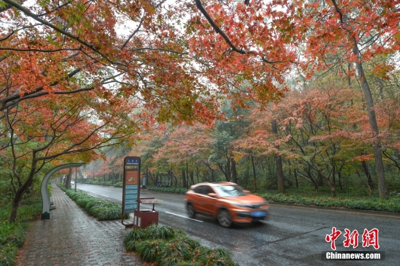 杭州西湖初冬紅楓艷