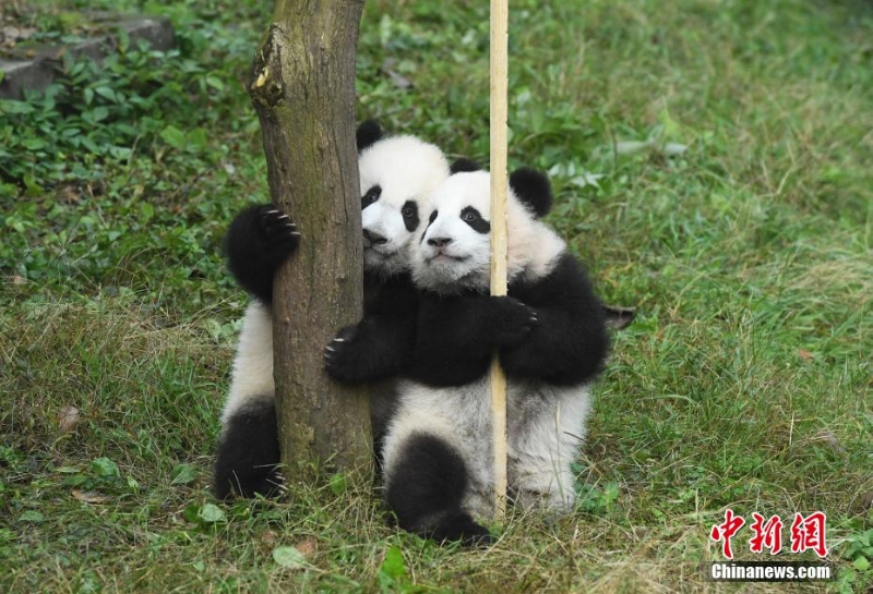 重慶動(dòng)物園一雙胞胎大熊貓命名亮相盡顯萌態(tài)