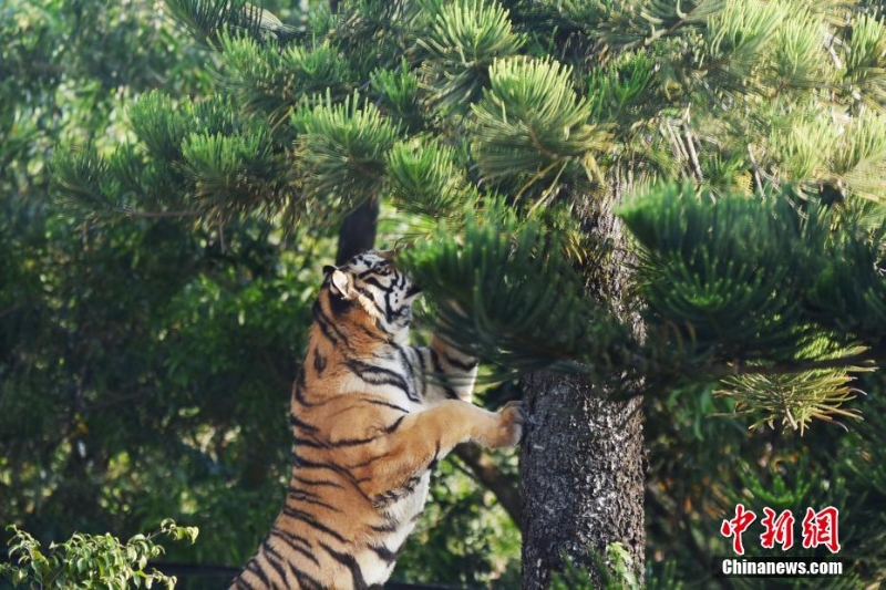 深圳野生動物園11只東北虎亮相迎虎年