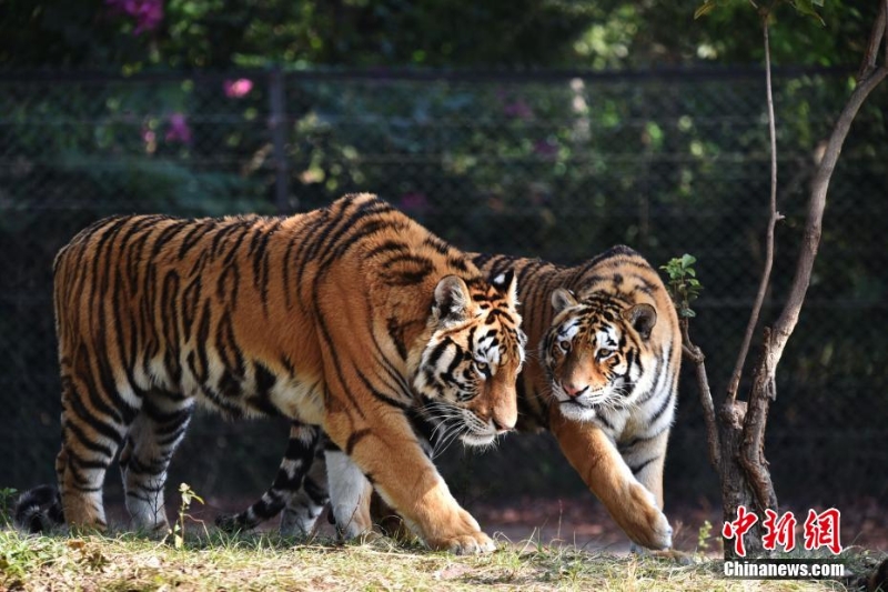 深圳野生動物園11只東北虎亮相迎虎年