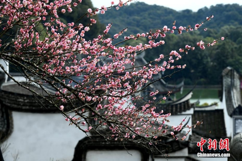 福州千年古剎梅花盛開(kāi)迎客來(lái)