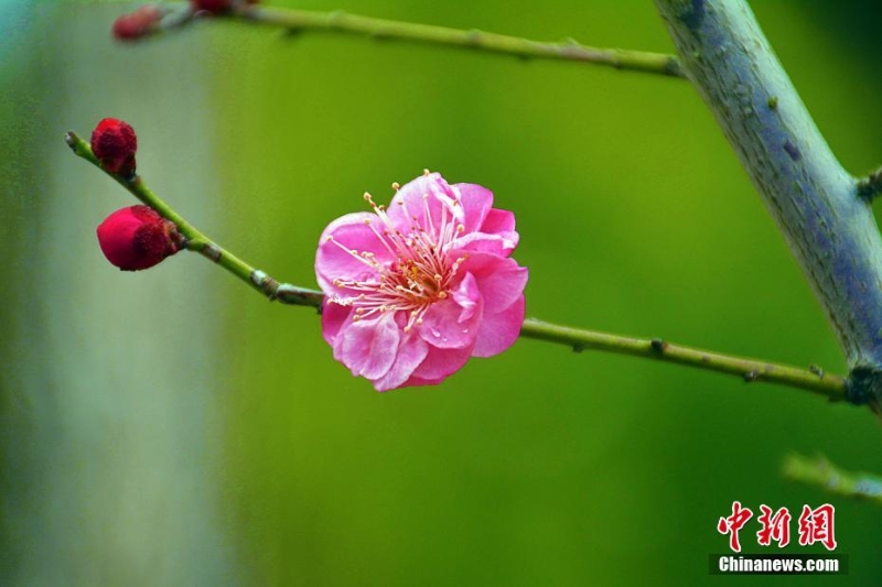 安徽岳西雨雪潤(rùn)梅花