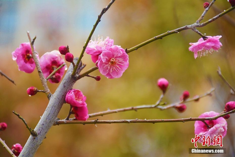 安徽岳西雨雪潤(rùn)梅花