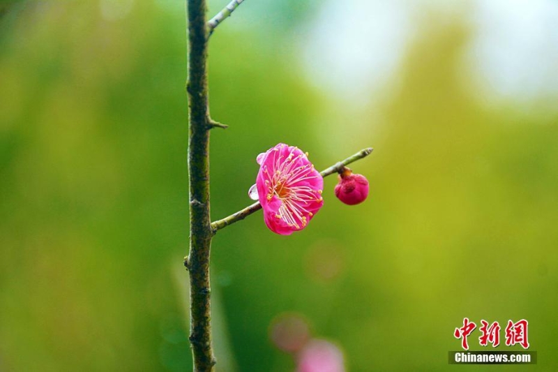 安徽岳西雨雪潤(rùn)梅花