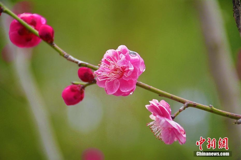 安徽岳西雨雪潤(rùn)梅花