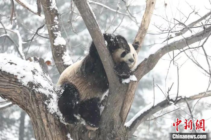 圖為大熊貓?jiān)谘┲墟覒??！∥靼睬貛X野生動(dòng)物園供圖