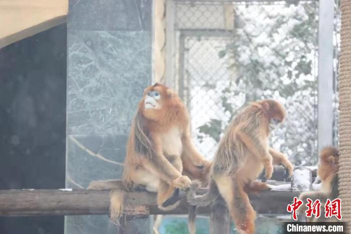 圖為金絲猴在雪中嬉戲?！∥靼睬貛X野生動(dòng)物園供圖