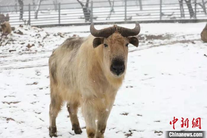 圖為羚牛在雪中“散步”?！∥靼睬貛X野生動(dòng)物園供圖