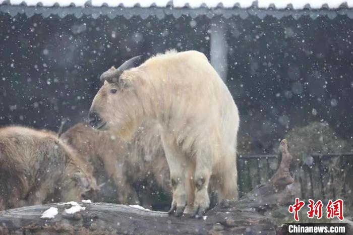 圖為羚牛在雪中“散步”。　西安秦嶺野生動(dòng)物園供圖