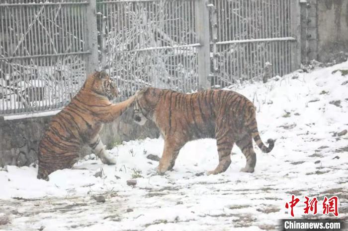 圖為東北虎在雪中嬉戲?！∥靼睬貛X野生動(dòng)物園供圖