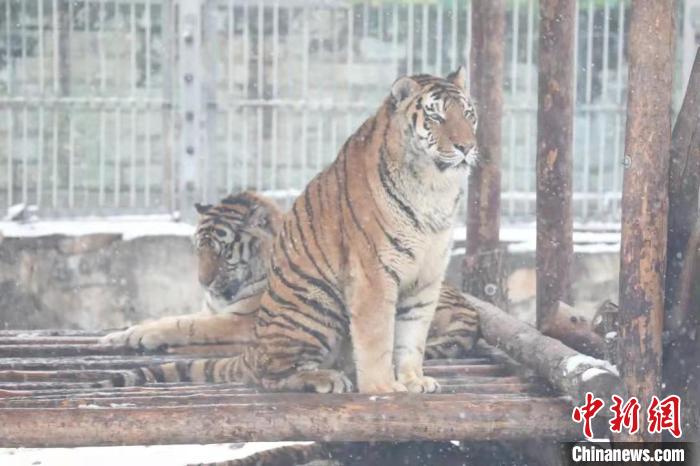 圖為東北虎在雪中嬉戲?！∥靼睬貛X野生動(dòng)物園供圖