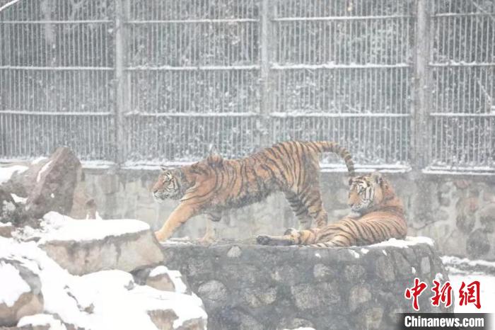 圖為東北虎在雪中嬉戲。　西安秦嶺野生動(dòng)物園供圖