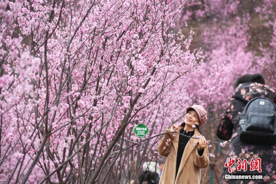 初春時節(jié) 重慶大面積梅花盛開分外奪目