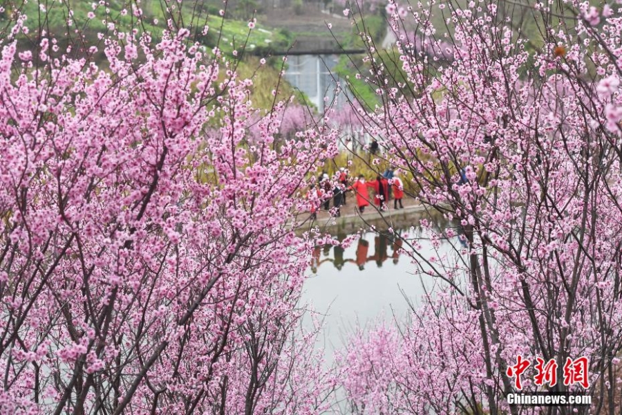 初春時(shí)節(jié) 重慶大面積梅花盛開(kāi)分外奪目