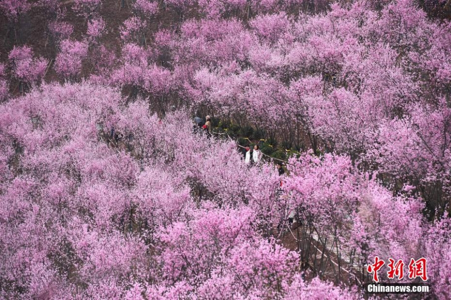 初春時節(jié) 重慶大面積梅花盛開分外奪目