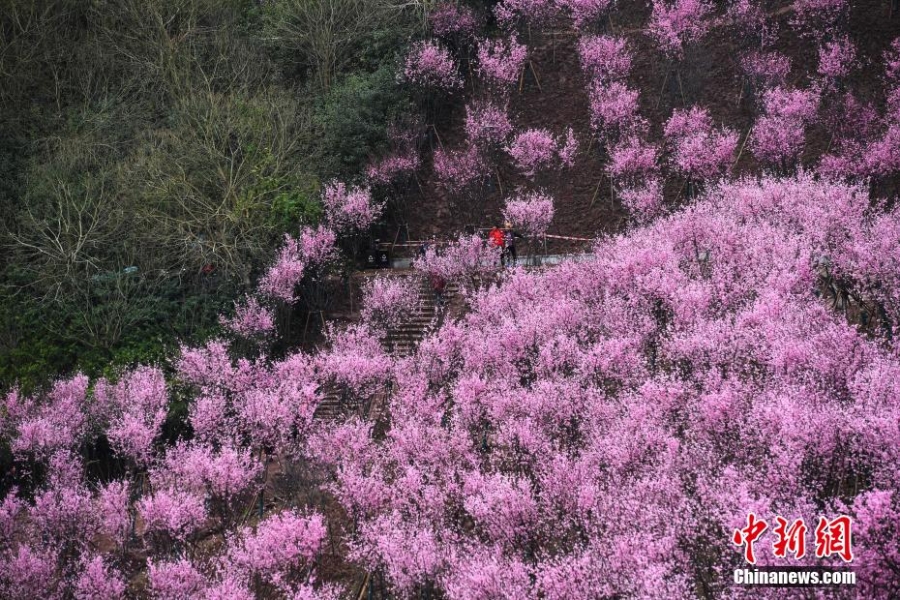 初春時節(jié) 重慶大面積梅花盛開分外奪目