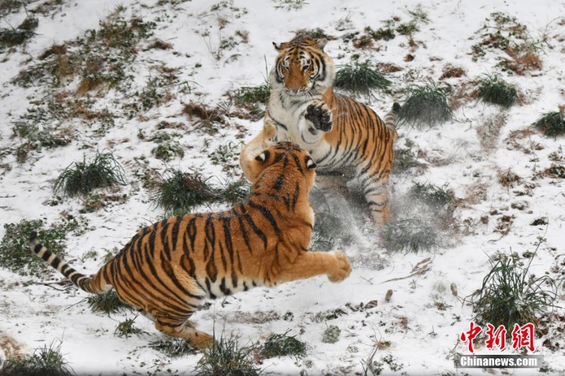 昆明降雪 動物園東北虎雪地撒歡