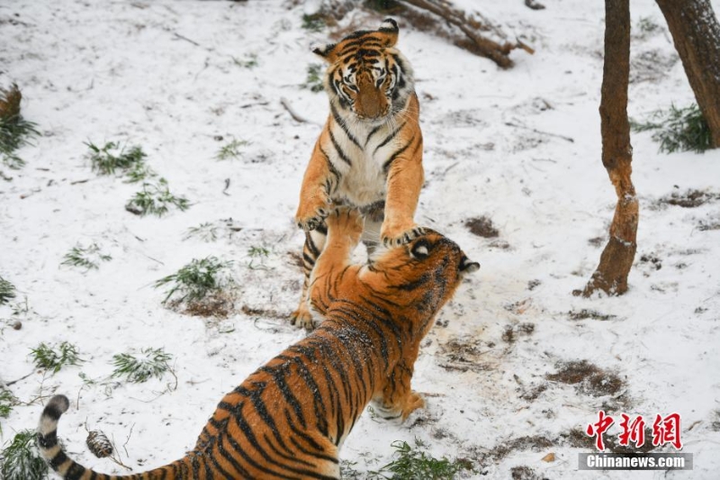 昆明降雪 動物園東北虎雪地撒歡