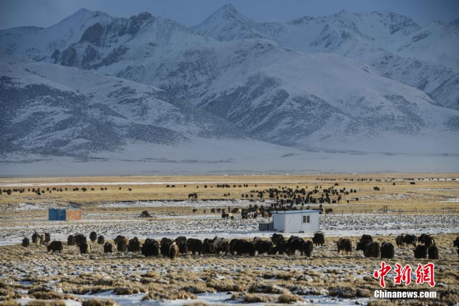 西藏當(dāng)雄阿熱濕地雪后風(fēng)景如畫