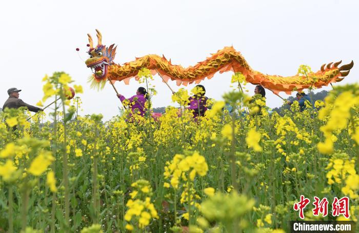 村民們在油菜花地里舞龍祈福?！￡惓?攝