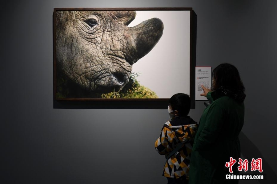 “消失中的世界——瀕危動(dòng)物攝影展”亮相北京自然博物館