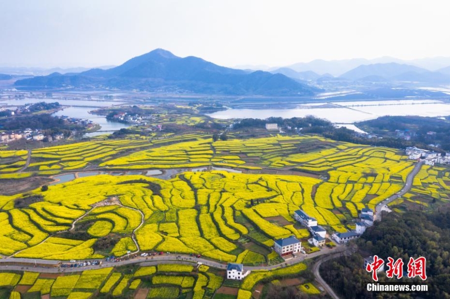 航拍江西瑞昌萬畝油菜花盛開 漫山遍野“盡帶黃金甲”