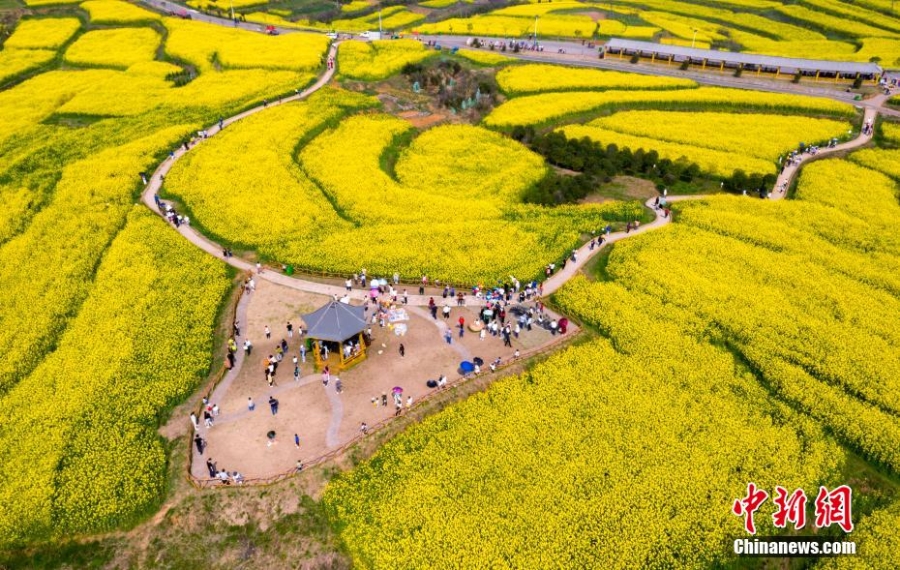 航拍江西瑞昌萬畝油菜花盛開 漫山遍野“盡帶黃金甲”