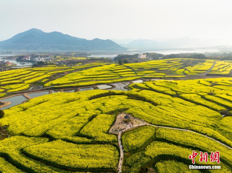 航拍江西瑞昌萬畝油菜花盛開 漫山遍野“盡帶黃金甲”