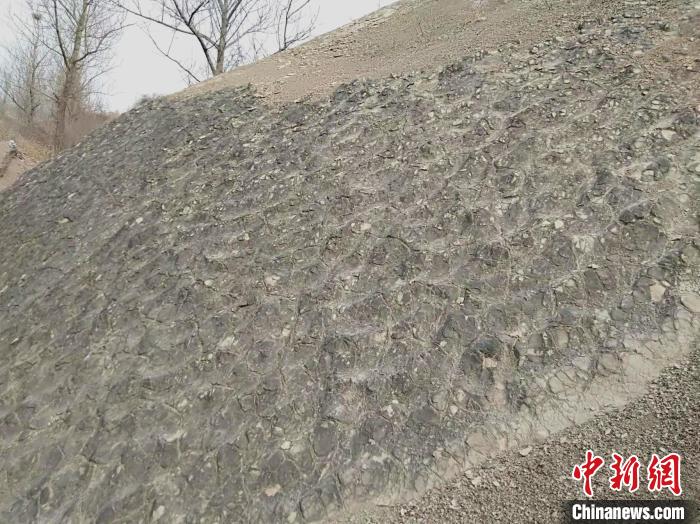 圖為連續(xù)完整的水波紋遺跡化石。　閻團祥 攝