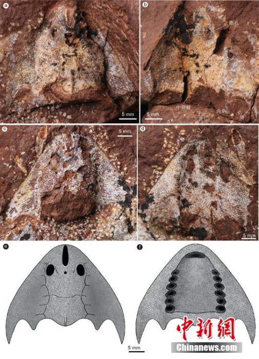 中國發(fā)現迄今最古老真盔甲魚類 距今4.38億年命名兩個新屬種