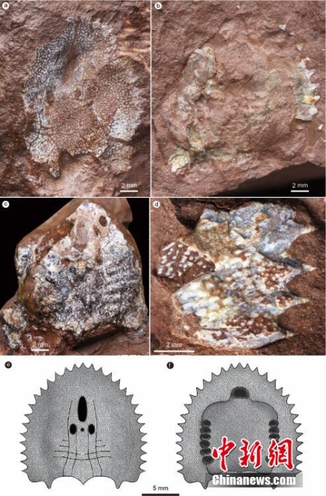 中國發(fā)現(xiàn)迄今最古老真盔甲魚類 距今4.38億年命名兩個(gè)新屬種
