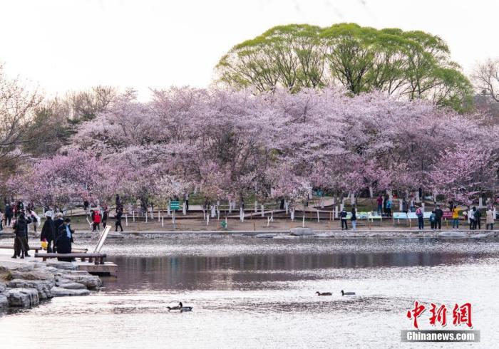 資料圖：北京玉淵潭公園春和景明，吸引游人流連花海。 <a target='_blank' href='/'>中新社</a>記者 侯宇 攝
