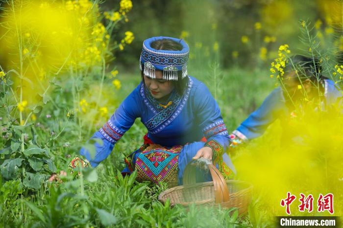 貴州江口：制作傳統(tǒng)“清明粑”迎清明