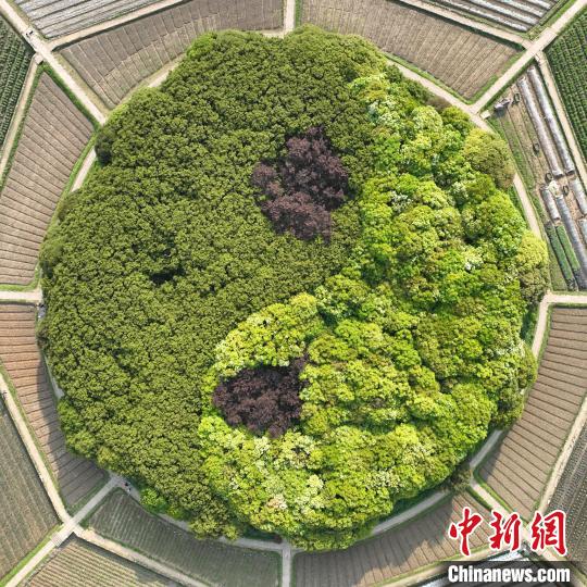 圖為：杭州八卦田遺址公園的太極圖案草木蒼翠。(無人機(jī)照片) 王剛 攝