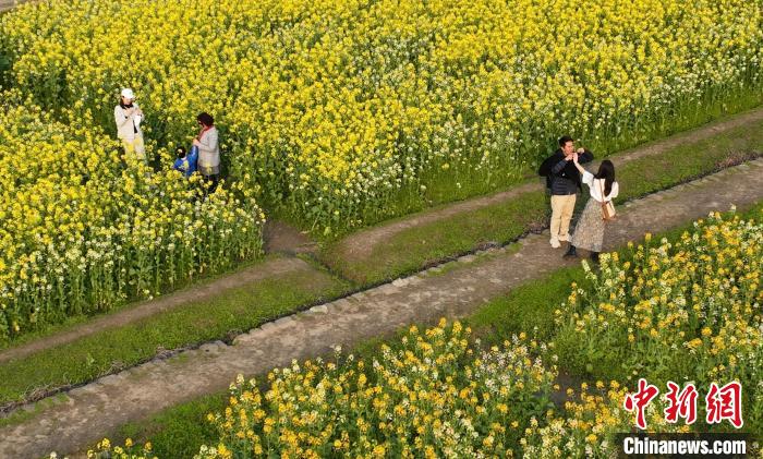 圖為：游客在油菜花田內(nèi)賞花游覽。(無人機(jī)照片) 王剛 攝