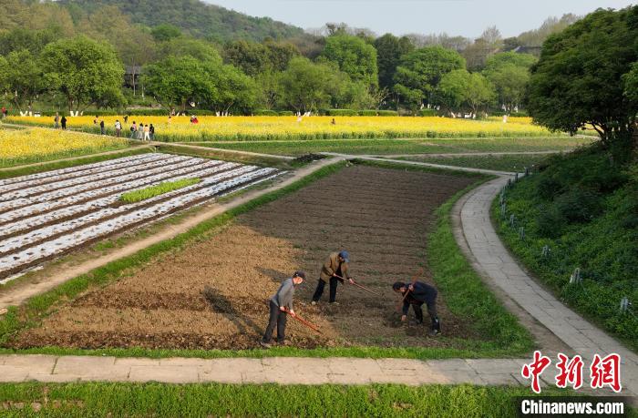 圖為：耕種者在八卦田遺址公園內翻新土。(無人機照片) 王剛 攝