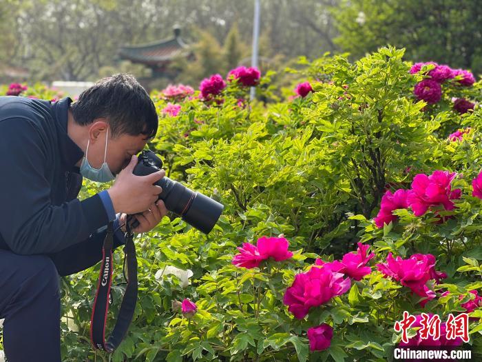 洛陽王城公園牡丹綻放引游客賞花拍照?！㈠\苑 攝