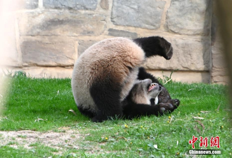 美國國家動物園慶祝大熊貓抵美50周年