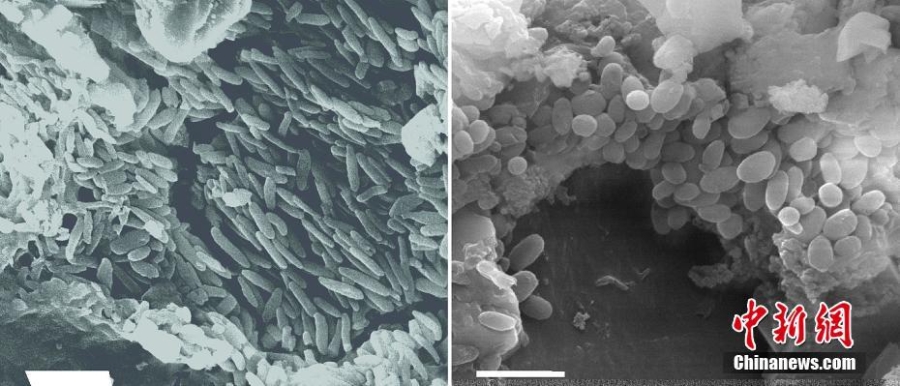 古生物學家研究1.15億年前的皇帝雷神翼龍化石