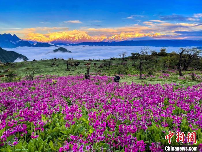 春天的牛背山花海。　游蓉萍 攝